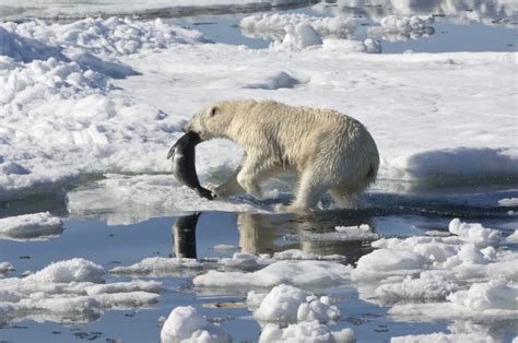 Do Polar Bears Hunt Humans American Oceans