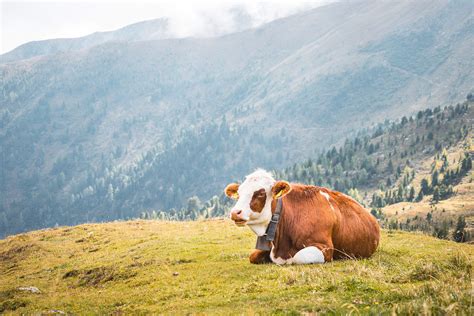 Cow Relaxing On Pastures In The Middle Of Mountains Free Stock Photo