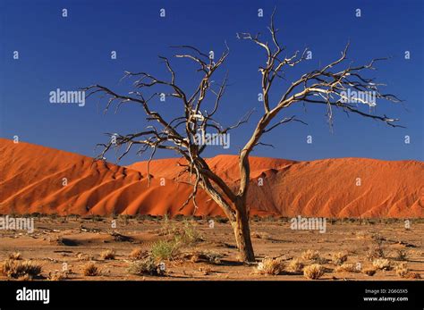 Dead Tree In The Namib Desert Namibia Sossusvlei Deadvlei Stock