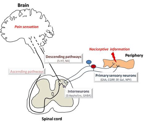 Schematic Diagram Of Pain Pathways Involved In Pain Transmission And