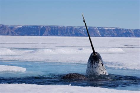 Video Captures Use Of Narwhals Singular Tusk Dailynews