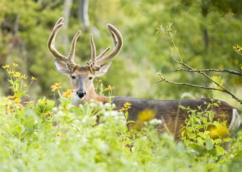 Buck Whitetail Deer Stock Image Image Of Wildlife Virginianus 2958453