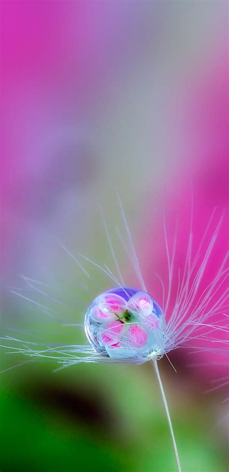 Macro Photo Of Water Drop On Dandelion For Samsung Galaxy