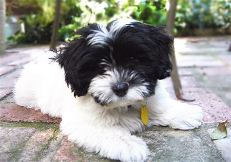 Are havanese dogs and puppies good with children? Images Havanese Photos AZ Pictures Havanese Puppy Photos ...