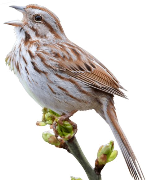 Sparrow Png Transparent Image Download Size 654x800px