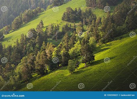Landscape With Pine Forests In The Mountains Slope In Summer On Sunset