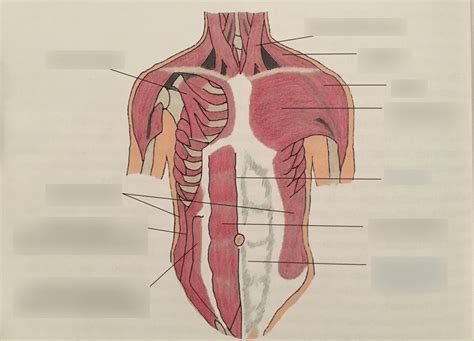 Chest Muscles Diagram 48 Wahrheiten In Chest Muscle Anatomy Diagram