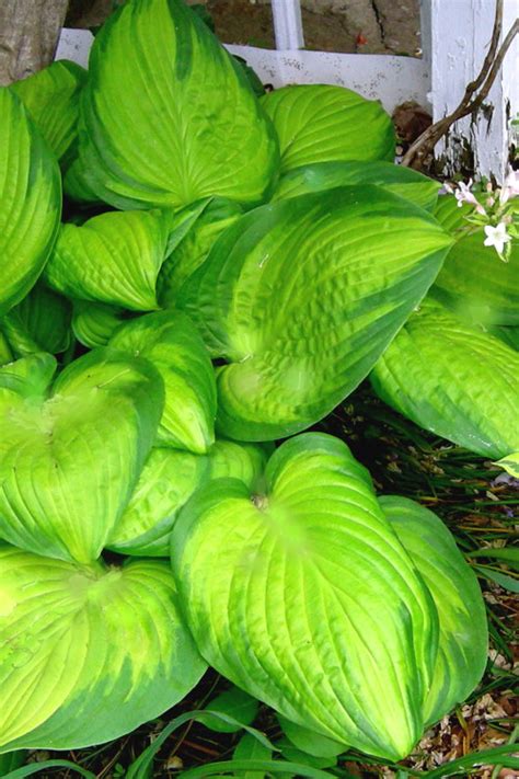 Buy Stained Glass Hosta Lily Free Shipping 1 Gallon Size Plants For