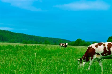 Free Photo Cows Grazing On Field Against Sky Agriculture Grass