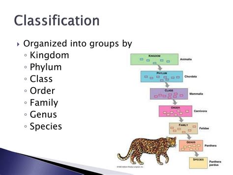 Ppt Classification Powerpoint Presentation Free Download Id1712838