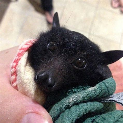 Adorable Bat Face Cute Animals Baby Bats Fruit Bat