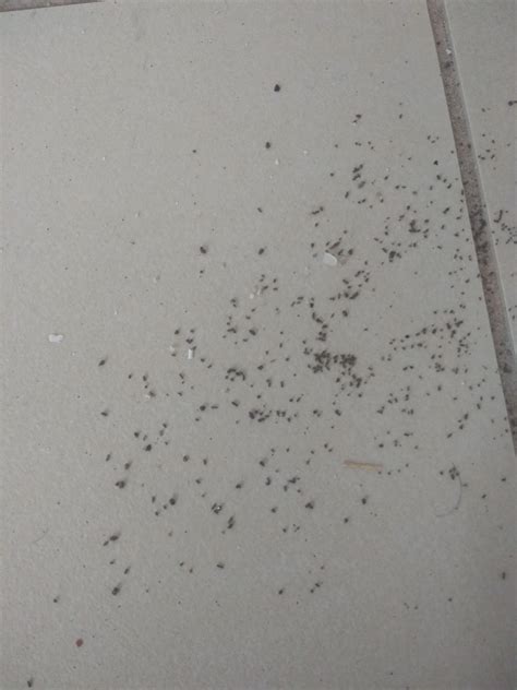 Droppings Are These Signs Of Termites Rtermites