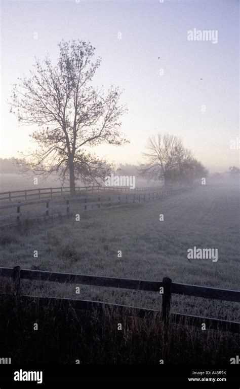 Trees Between Two Fences In Morning Mist Stock Photo Alamy