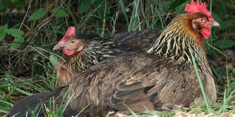 6 top chicken breeds for small spaces homesteading where you are