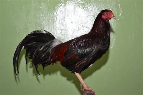 Kemudian melaksanakan konfirmasi registrasi sehingga bosku memperoleh user id formal dari situs sabung ayam s128 terpercaya anda bisa mengisi berbagai persyaratannya. Ayam Taji Pisau Filipina - Adu Ayam - Berita Sabung Ayam | Daftar S128 | Sv388