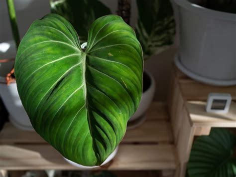 Philodendron Gloriosum Care Guide The City Wild