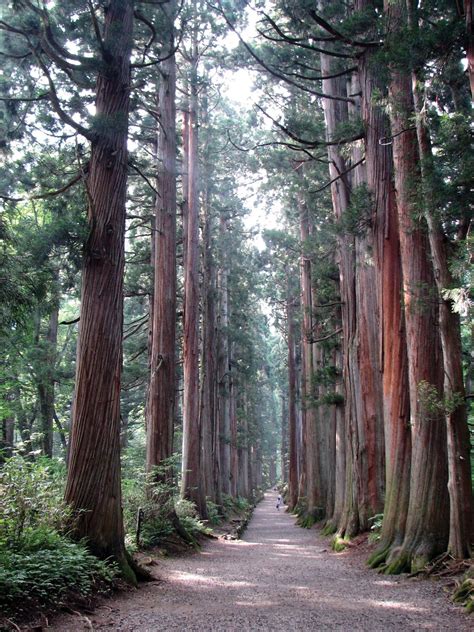 Japanese Cedar Evergreen Coniferous Ornamental Britannica