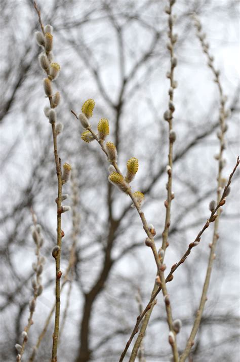 Salix Discolor Pussy Willow Male Prairie Moon Nursery