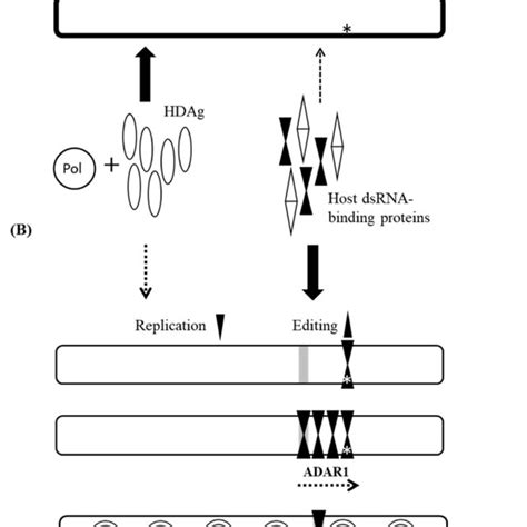 Schematic Description Of The Proposed Regulatory Mechanism Of The Hdv Download Scientific