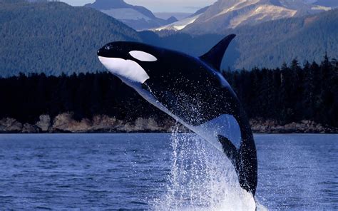 Killer Whales Wallpaper 58 Pictures