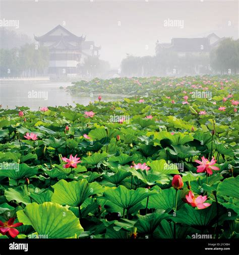 Chinese Pavilion Lotus Pond Park Hi Res Stock Photography And Images