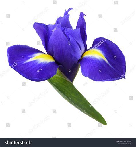 Blue Iris Flower Isolated On White Stock Photo 1910287804 Shutterstock