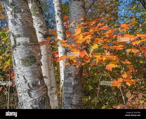 Orange Maple Leaves Contrast With White Birch Bark On A Sunny Fall Day