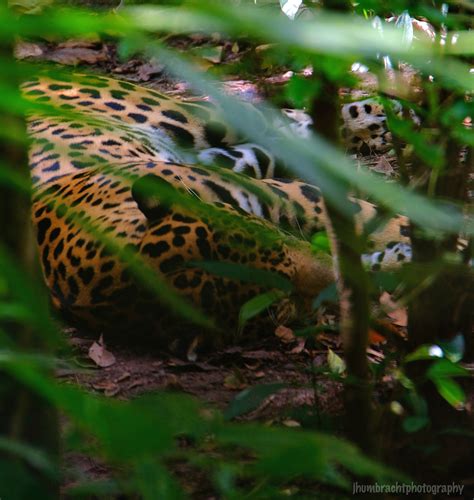 Jaguar Belize Zoo Belize Image By Indiana Architectural