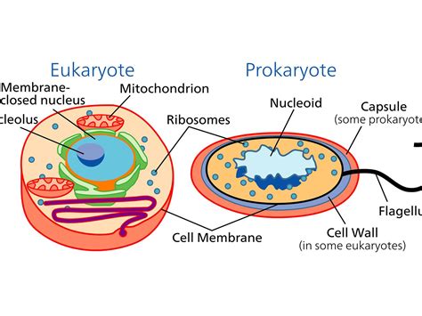 Eukaryotic Vs Prokaryotic Cells Chart