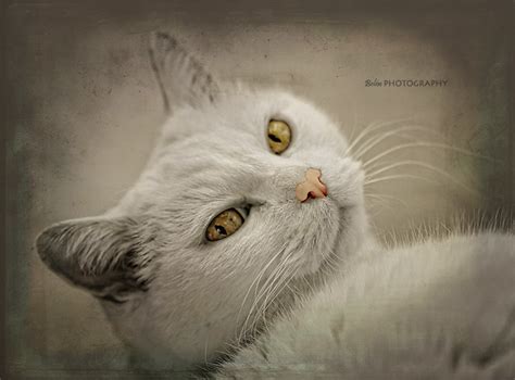 Cats ~ Art Work A Gallery On Flickr
