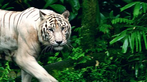 Wallpaper Forest White Singapore Grass Tiger