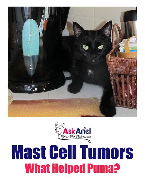 Mast Cell Tumor Cat Eyelid Refreshingmtmemories