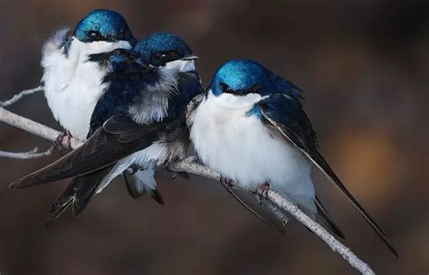 Golondrina Características Migración Alimentación Y Más