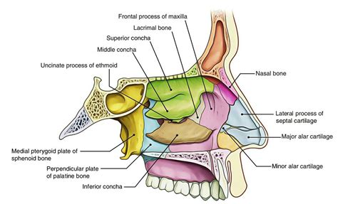 Lateral Nasal Wall Nasal Cavity Anatomy Medical Anatomy