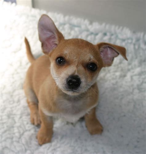 Chihuahua Terrier Mix Black And Brown Pets Lovers