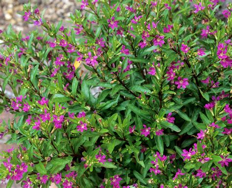 Mexican Heather Landscaping Trees Tropical Landscaping Small