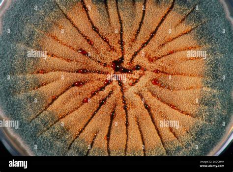 Aspergillus Nidulans Laboratory Petri Dish Culture Of The Fungus