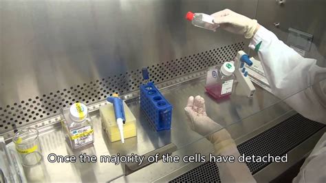 Subculturing Hep 2 Cells Youtube