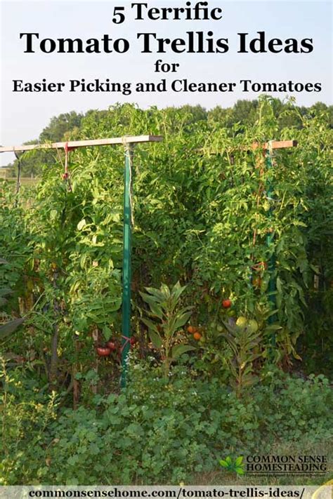 How To Make Trellis For Tomatoes My Joan Crawford Approved Tomato