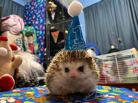 A Hedgehog Happy Birthday Party Ideas And Recipes Heavenly Hedgies