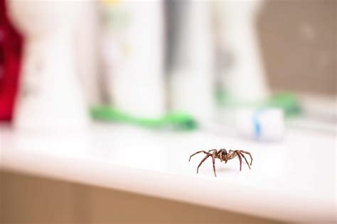 Know Your Arachnids Your Guide For Identifying Spiders In Virginia