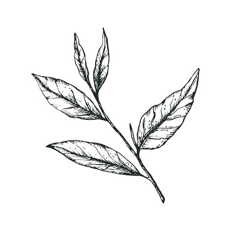 Ветка и 5 листьев зеленого чая в стиле рисования от руки для значка