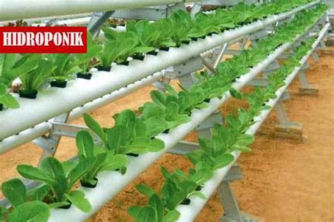 Sumbu ini akan membantu akar dalam mendapatkan air nutrisi melalui daya kapilaritasnya. Budidaya Tanaman dengan Teknik Hidroponik - DEPOK POS