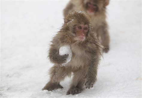 20 Wonderful Pictures Of Animals In The Snow Amazing