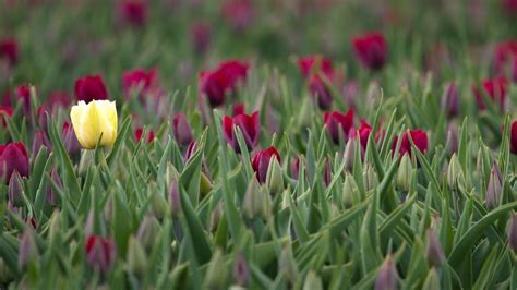Spring Tulips Leaves Hd Desktop Wallpaper Widescreen High
