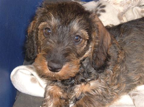 Dachshunds are popular because of their friendly reputable breeders usually check for these problems before releasing the puppy to their new owners. The hair coat of the dachshund is of medium sized tough ...