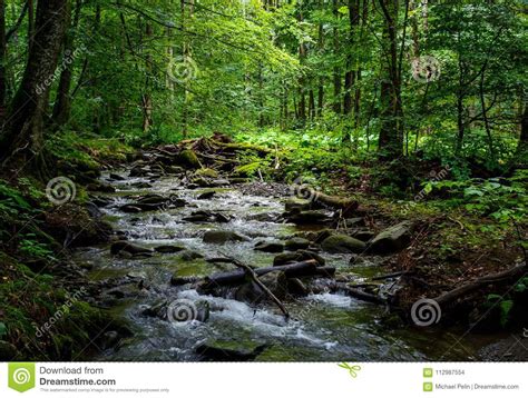 Wild Brook In The Dark Forest Stock Photo Image Of Brook Park 112987554