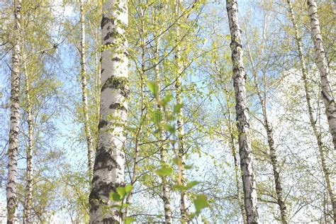 Beautiful White Birch Trees In Spring In Forest Stock Image Image Of