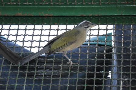 Cetas de Barueri completa nove anos protegendo animais silvestres Primeira Edição