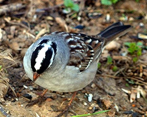 Nature Tales And Camera Trails White Crowned Sparrow Most Recent Arrival